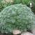 Artemisia schmidtiana  Silver Mound .jpg